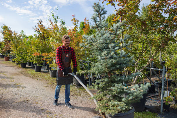 How Our Tree Care Process Works  in Valley Stream, NY